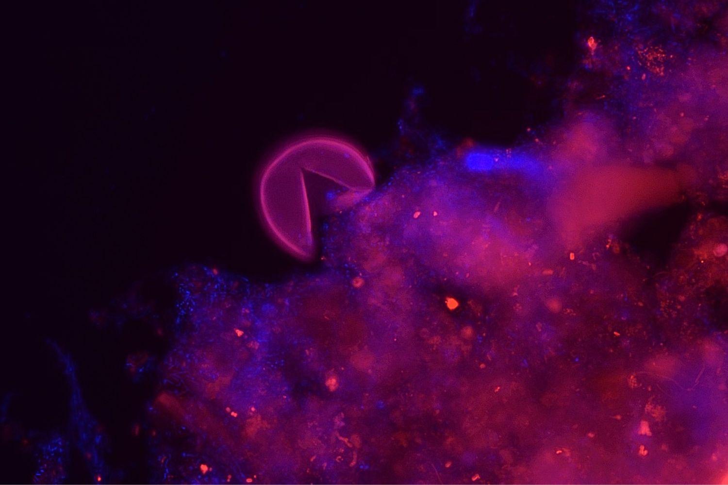 Informace pro průběh a závěr studia