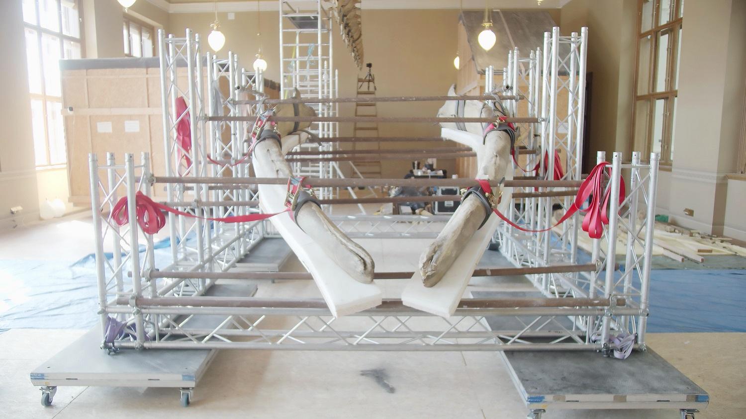 VŠCHT se podílí na restaurování plejtváka myšoka