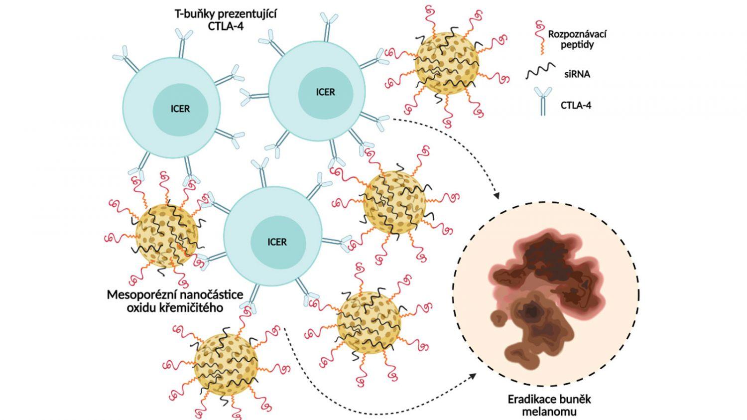 Profesor Sofer koordinátorem projektu TEIGER